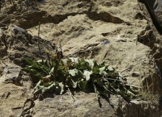 Hieracium amplexicaule subsp. atlanticum (Fries) Zahn [2/12]