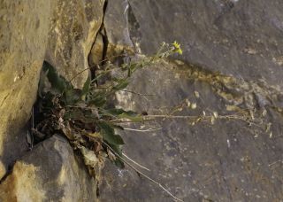 Hieracium amplexicaule subsp. atlanticum (Fries) Zahn [5/12]