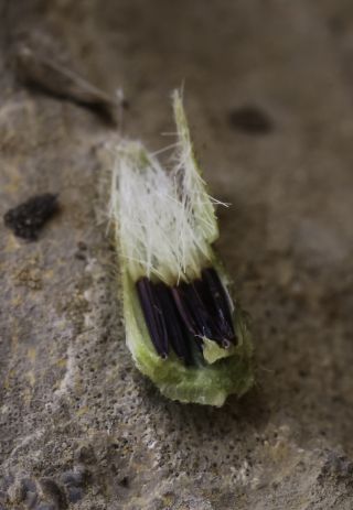 Hieracium amplexicaule subsp. atlanticum (Fries) Zahn [11/12]