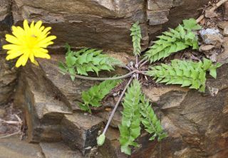 Hyoseris radiata L. [3/4]