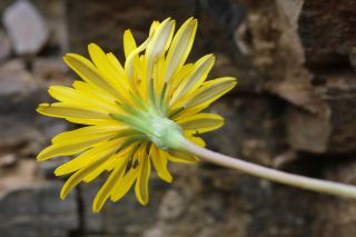 Hyoseris radiata L. [4/4]