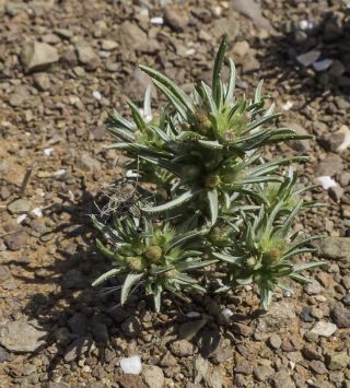Ifloga spicata (Forssk.) Sch. Bip. [2/9]