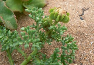 Ismelia carinata (Schousboe) Sch. Bip. [11/13]