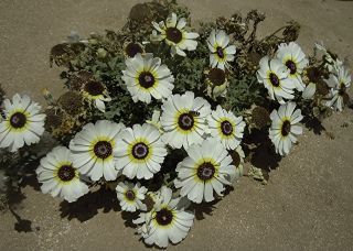 Ismelia carinata (Schousboe) Sch. Bip. [2/13]