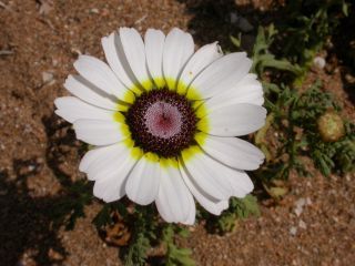 Ismelia carinata (Schousboe) Sch. Bip. [3/13]