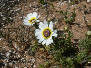 Ismelia carinata (Schousboe) Sch. Bip. [6/13]