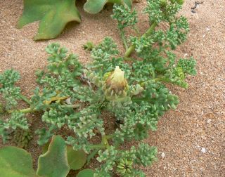 Ismelia carinata (Schousboe) Sch. Bip. [7/13]