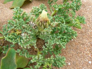 Ismelia carinata (Schousboe) Sch. Bip. [8/13]