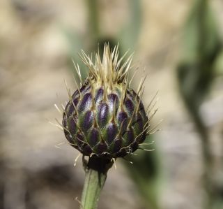 Klasea flavescens subsp. mucronata (Desf.) Cantó & Rivas Mart. [5/10]