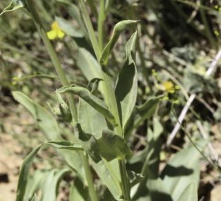 Klasea flavescens subsp. mucronata (Desf.) Cantó & Rivas Mart. [3/10]
