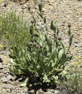 Klasea flavescens subsp. mucronata (Desf.) Cantó & Rivas Mart. [4/10]