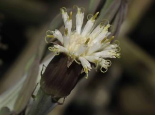 Kleinia anteuphorbium (L.) Haw. [4/15]