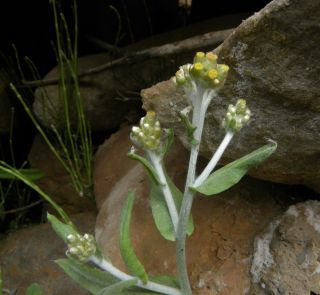 Laphangium luteoalbum (L.) Tzvelev [3/11]