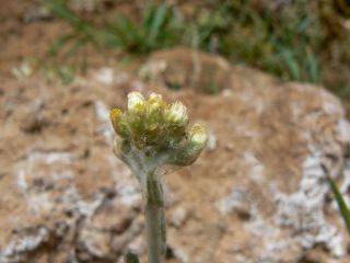 Laphangium luteoalbum (L.) Tzvelev [4/11]