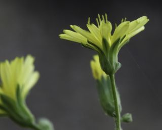 Lapsana communis subsp. macrocarpa (Coss.) Nyman [5/7]