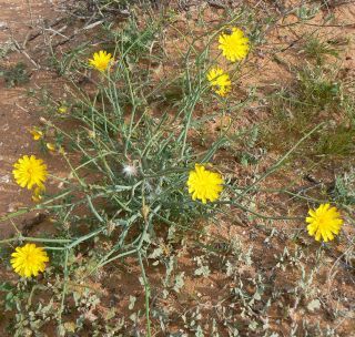 Launaea fragilis (Asso) Pau [6/9]