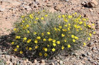 Launaea lanifera Pau [10/11]