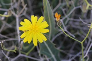 Launaea lanifera Pau [11/11]
