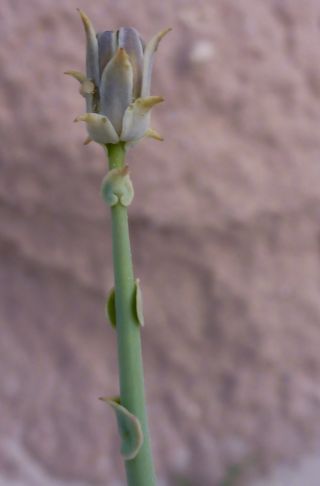 Launaea mucronata (Forssk.) Muschl. subsp. mucronata [5/13]
