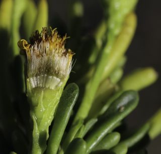 Limbarda crithmoides subsp. longifolia (Arcang.) Greuter [9/10]