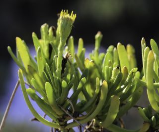 Limbarda crithmoides subsp. longifolia (Arcang.) Greuter [10/10]