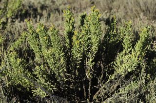 Limbarda crithmoides subsp. longifolia (Arcang.) Greuter [1/10]