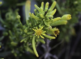 Limbarda crithmoides subsp. longifolia (Arcang.) Greuter [5/10]
