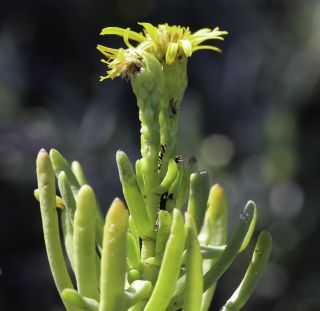 Limbarda crithmoides subsp. longifolia (Arcang.) Greuter [6/10]