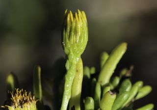 Limbarda crithmoides subsp. longifolia (Arcang.) Greuter [8/10]