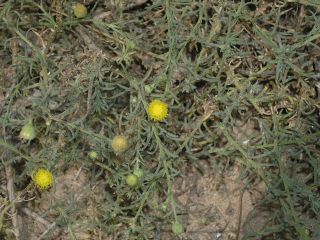 Nolletia chrysocomoides (Desf.) Cass. [6/14]