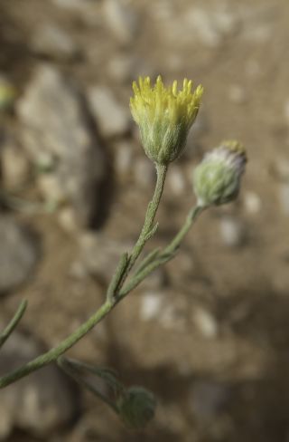 Nolletia chrysocomoides (Desf.) Cass. [10/14]