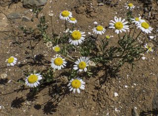 Otoglyphis pubescens subsp. maroccana (Ball) Oberpr. & Vogt. [5/17]
