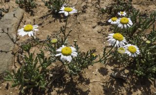 Otoglyphis pubescens subsp. maroccana (Ball) Oberpr. & Vogt. [1/17]