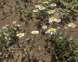 Otoglyphis pubescens subsp. maroccana (Ball) Oberpr. & Vogt. [2/17]