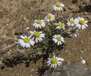 Otoglyphis pubescens subsp. maroccana (Ball) Oberpr. & Vogt. [4/17]