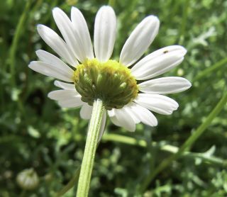 Otoglyphis pubescens subsp. maroccana (Ball) Oberpr. & Vogt. [6/17]