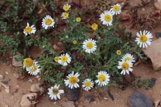 Otoglyphis pubescens subsp. maroccana (Ball) Oberpr. & Vogt. [7/17]