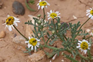 Otoglyphis pubescens subsp. maroccana (Ball) Oberpr. & Vogt. [8/17]