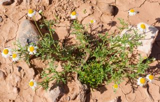 Otoglyphis pubescens subsp. maroccana (Ball) Oberpr. & Vogt. [9/17]