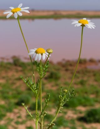 Otoglyphis pubescens subsp. maroccana (Ball) Oberpr. & Vogt. [10/17]