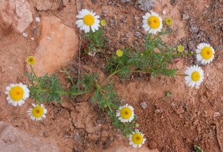 Otoglyphis pubescens subsp. maroccana (Ball) Oberpr. & Vogt. [11/17]