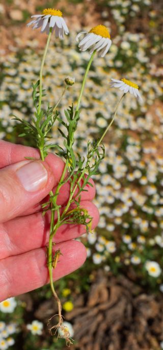 Otoglyphis pubescens subsp. maroccana (Ball) Oberpr. & Vogt. [12/17]