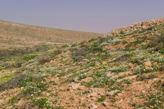 Otoglyphis pubescens subsp. maroccana (Ball) Oberpr. & Vogt. [13/17]