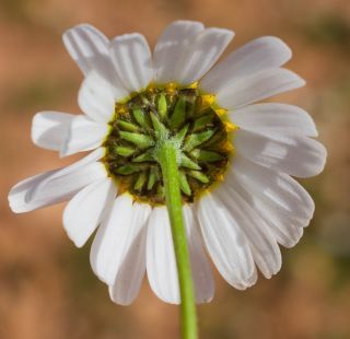 Otoglyphis pubescens subsp. maroccana (Ball) Oberpr. & Vogt. [14/17]