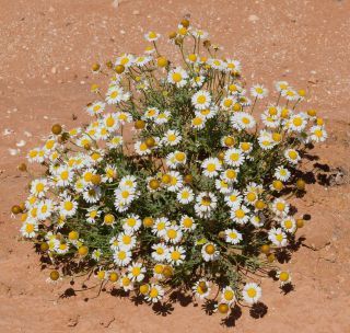 Otoglyphis pubescens subsp. maroccana (Ball) Oberpr. & Vogt. [15/17]