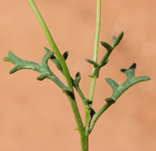Otoglyphis pubescens subsp. maroccana (Ball) Oberpr. & Vogt. [16/17]