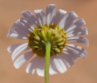 Otoglyphis pubescens subsp. maroccana (Ball) Oberpr. & Vogt. [17/17]