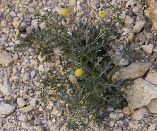 Otoglyphis pubescens (Desf.) Pomel subsp. pubescens [5/19]