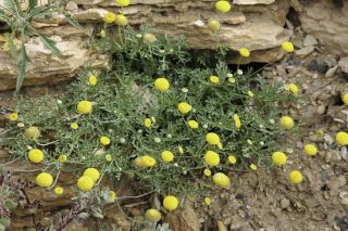 Otoglyphis pubescens (Desf.) Pomel subsp. pubescens [6/19]