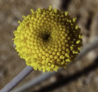 Otoglyphis pubescens (Desf.) Pomel subsp. pubescens [8/19]